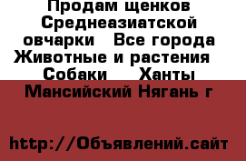 Продам щенков Среднеазиатской овчарки - Все города Животные и растения » Собаки   . Ханты-Мансийский,Нягань г.
